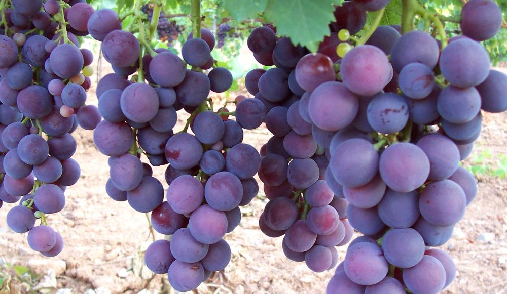 Vita De Vie DE Masa Soiuri Negre