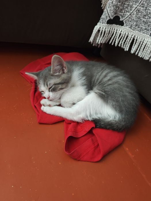 Отдам бесплатно котят