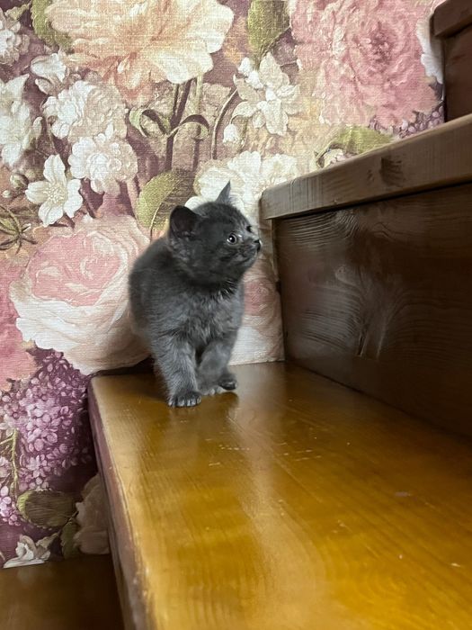 Отдадим кошечку в добрые руки