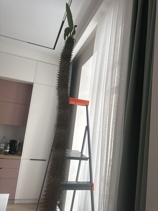 Продам растение Пахиподиум