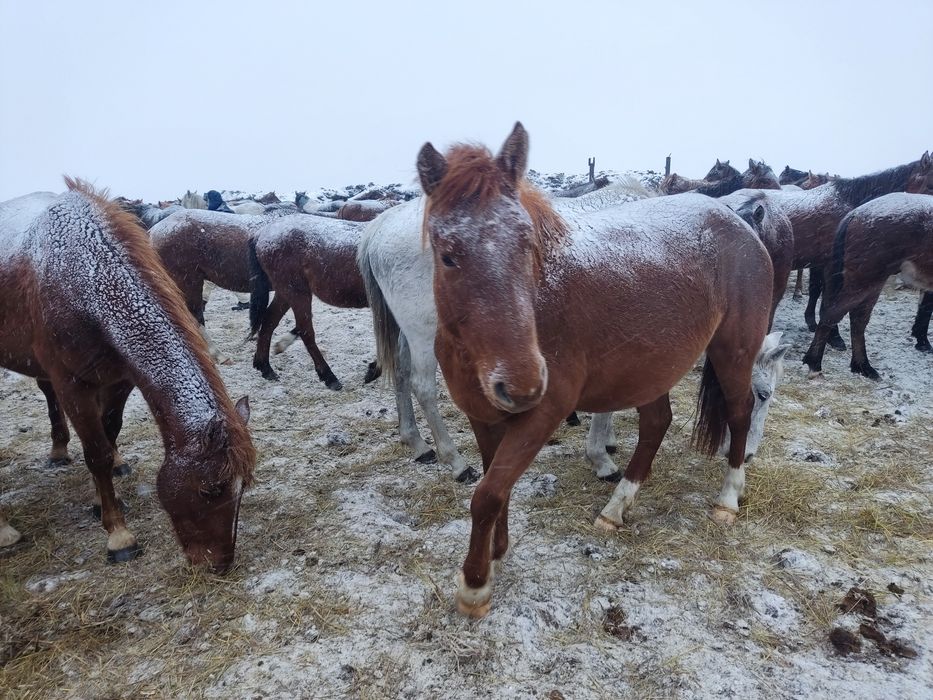 Продам Жеребую кабылу