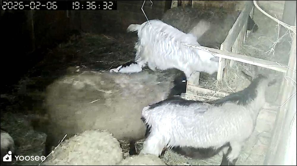 Vand capre cu cate un ied  pret 450 buc  cu tot cu ied