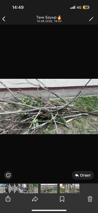Тегін қарағаш отын ағаштан кесілген