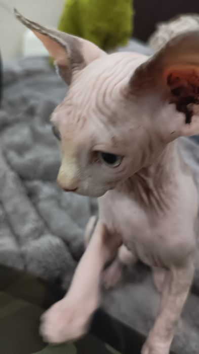 Котята сфинксы две девочки