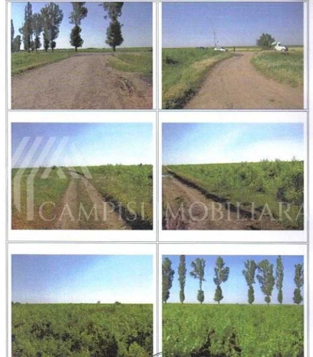 Teren agricol extravilan 1862 mp – vie productivă – Grivița, Ialomița