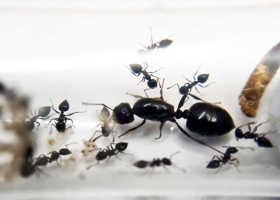 Муравьи Crematogaster cf. Castanea