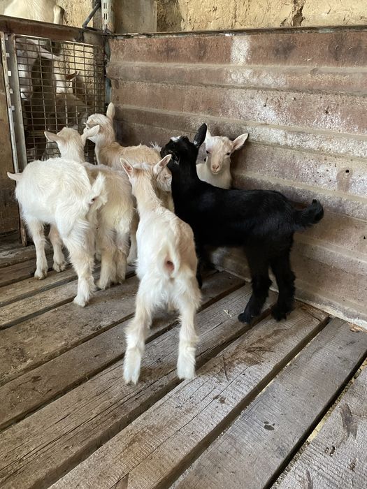 Козлята, лактар сутты ешкилерден