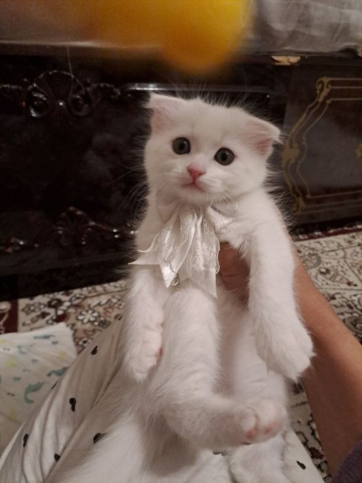 фолд вислоухи кошки