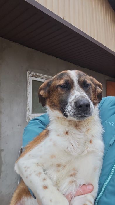 Коппер ищет дом…