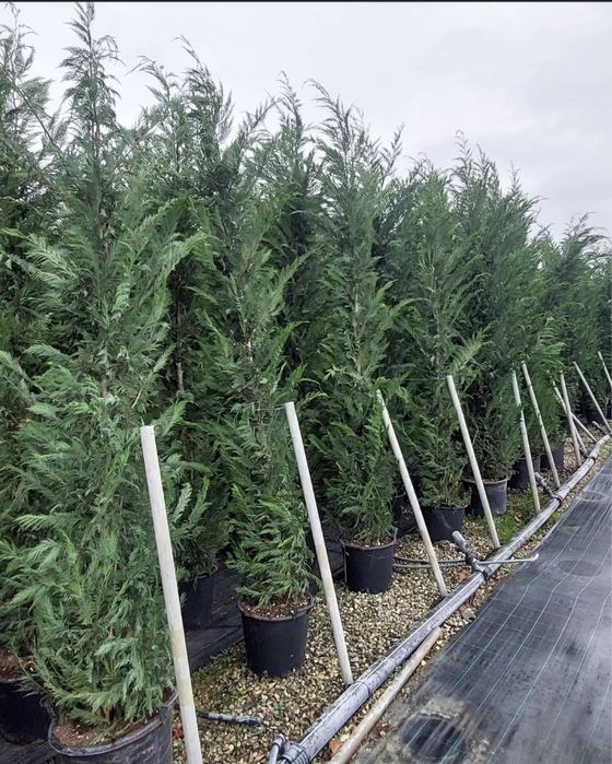 Oferta tuia leylandii