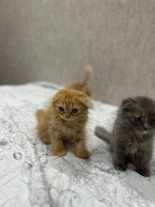 Котенки мушукчалар