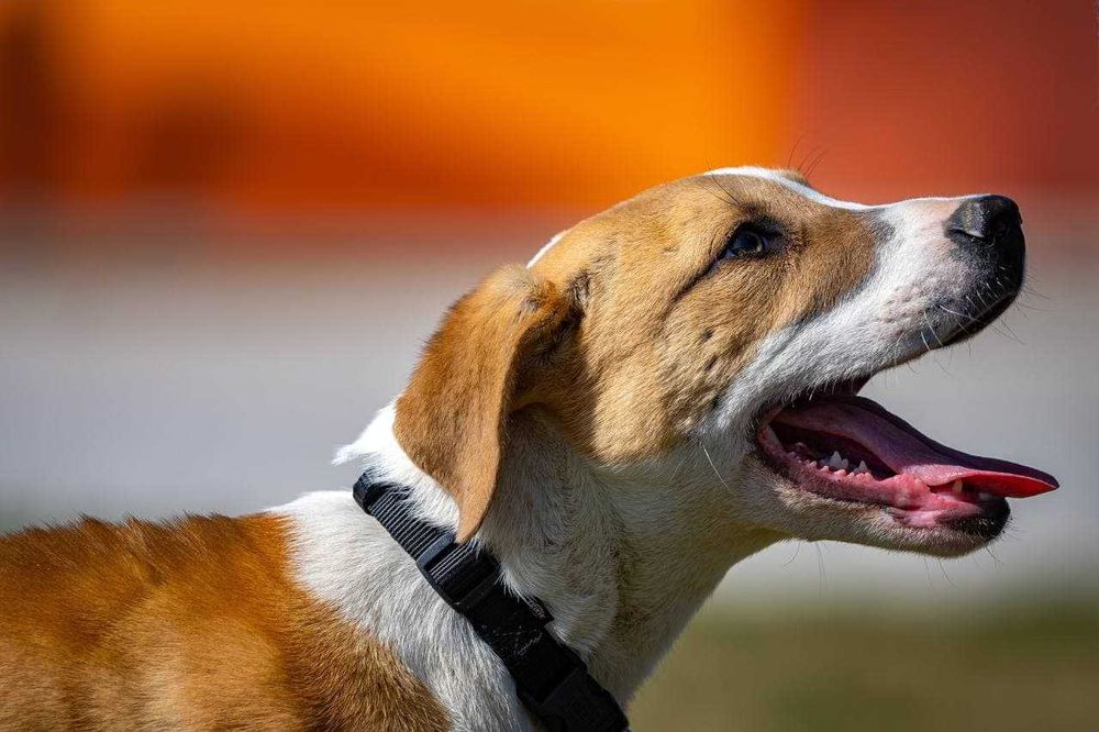 Собака (3 года) в добрые руки