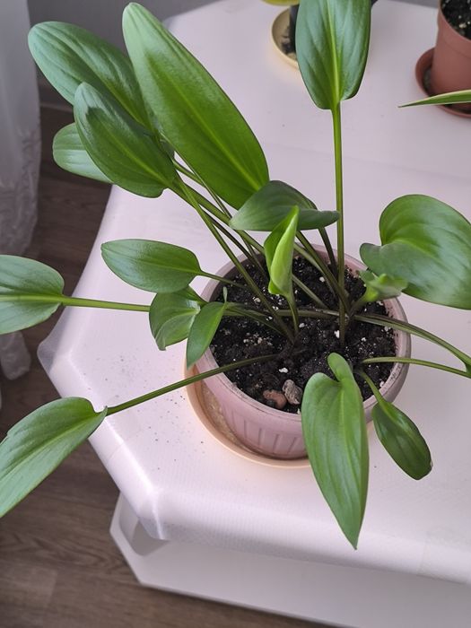 Цветы для офиса, школы, дома