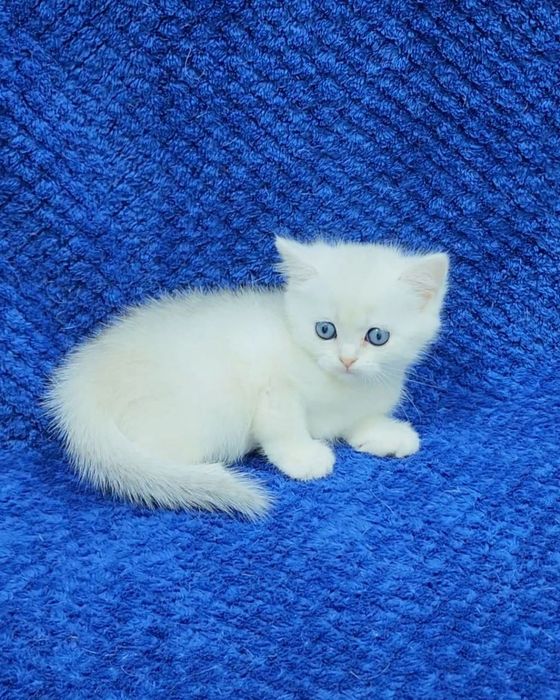 Девочка скотиш страйт