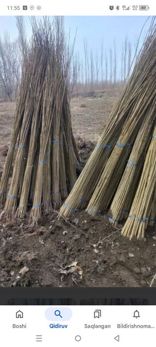 Terak koʼchatlari sorti:mirza terak oʼzbekiston sorti  900 dan 5000soʼ