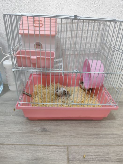 3 hamsteri + cușca cu toate accesoriile