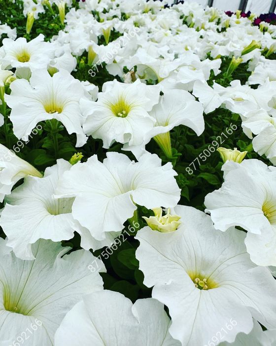 Петуния рассада оптом