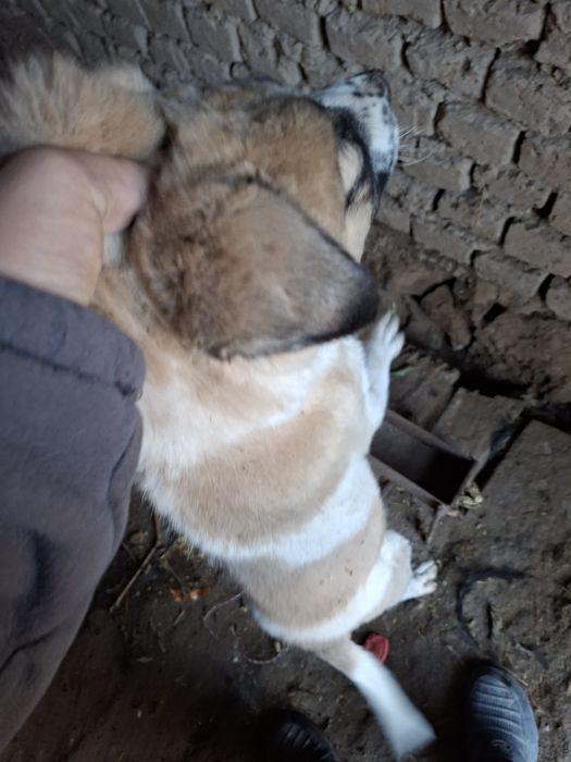 Еркек күшік сатылады