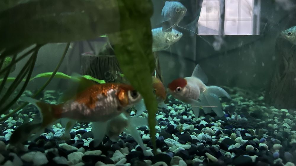 Продам  аквариума