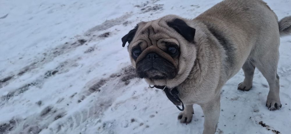 Собака порода мопс