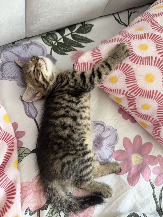 Продам шотландских котят