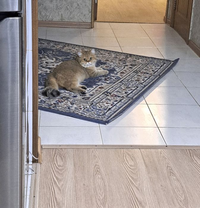 Британская короткошерстная