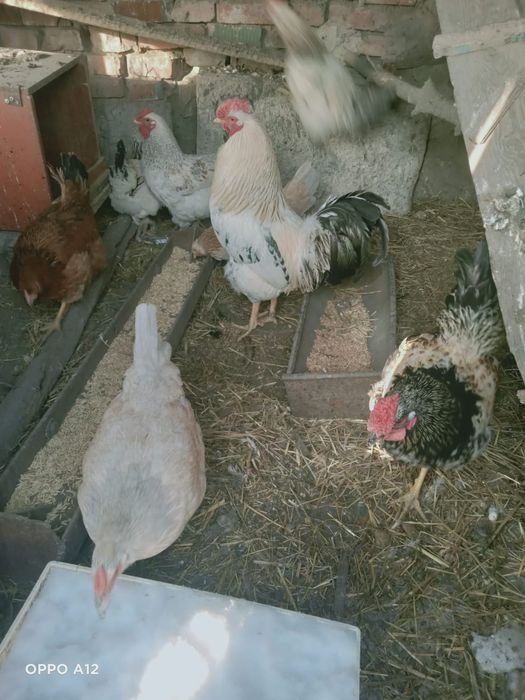 Петух обменна  куры