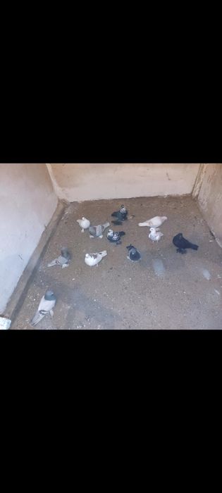 Продам бойных голубей