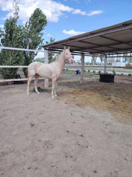 Ахалтекинская жеребец продаётся
