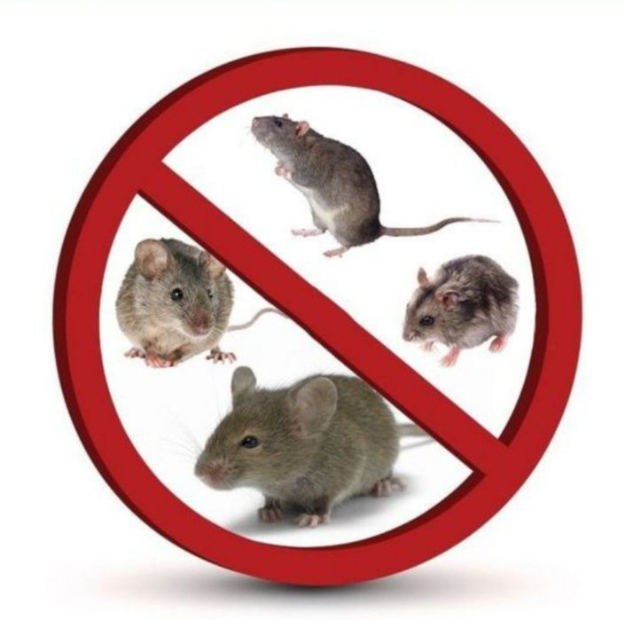 Tarakan,sichqon,kalamush dori