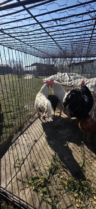 Vand cocos australop alb negru fazani cocos liliputi bibilica