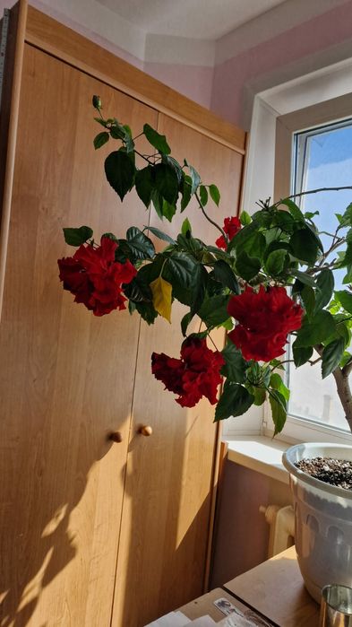 Гибискус (Китайская роза).