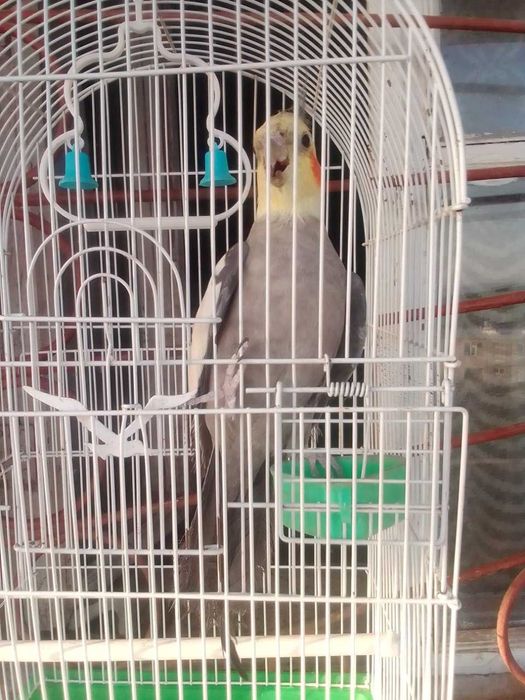 попугай каррера мальчик 150000