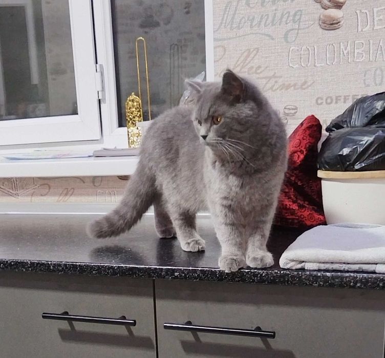 Кошки жывотное на