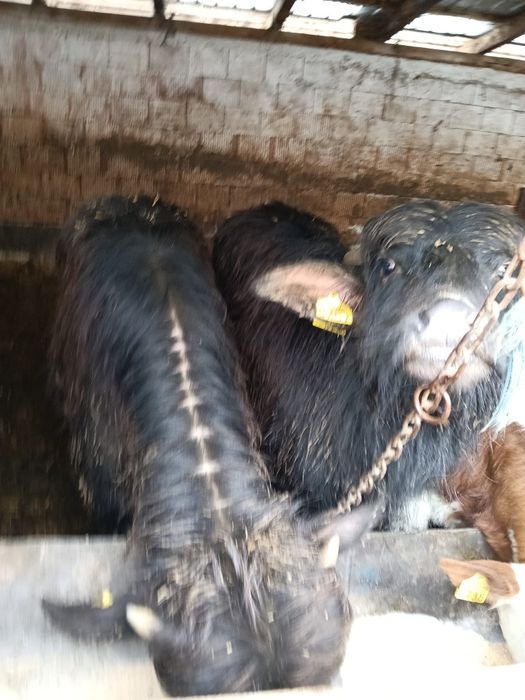 De vanzare 5 bucăți