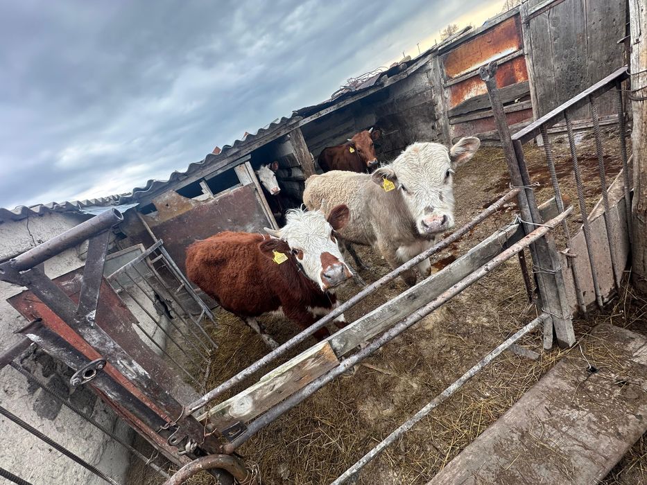 Продам телят звоните !!