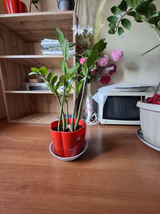 Үй гулдері сатылады