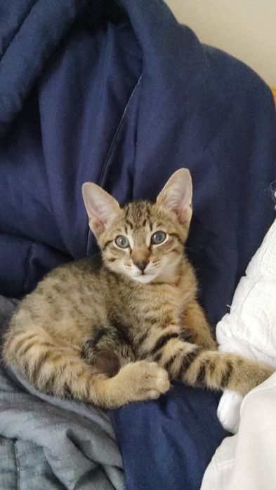 отдам в добрые руки котенка