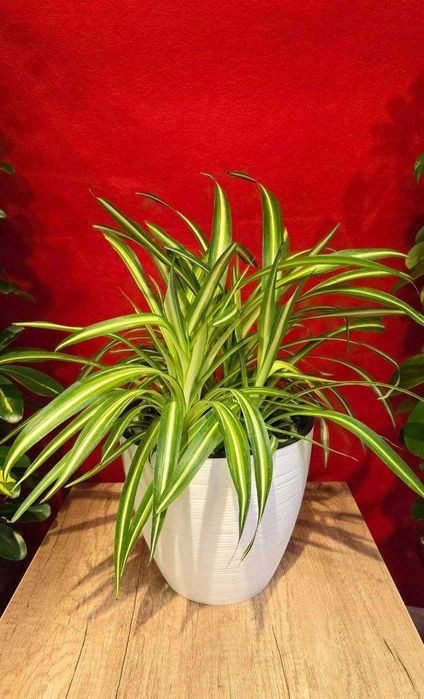 Лучшие растения для очистки воздуха (Хлорофитум, Сансевиерия)