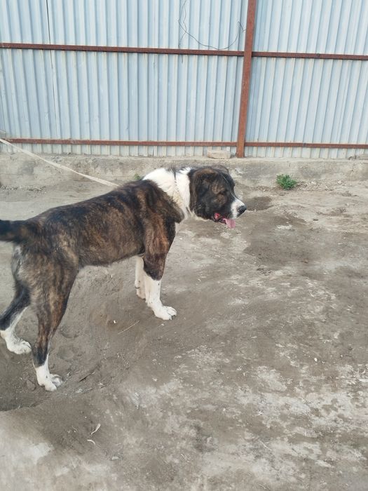 Alabay sotiladi Erkak