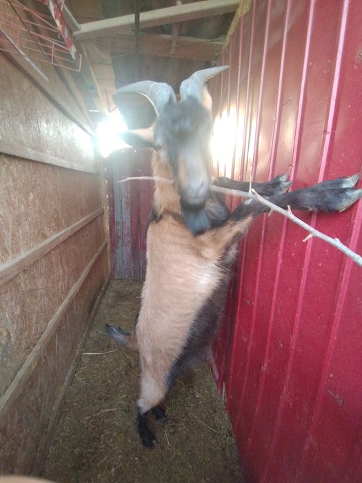 Țap rasa Alpină franceză