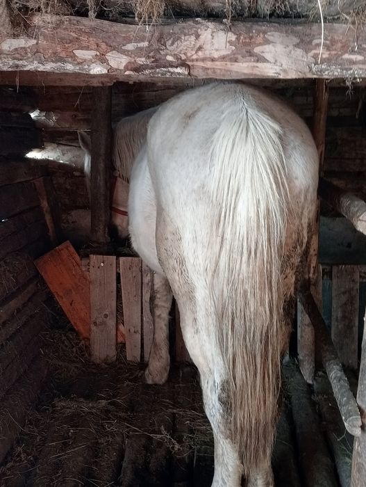 Armăsar de vânzare