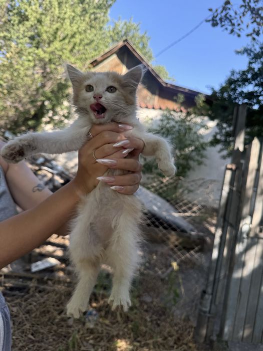 Отдам котят в добрые руки
