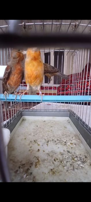 Тайор канарейка модалар 200 мингдан