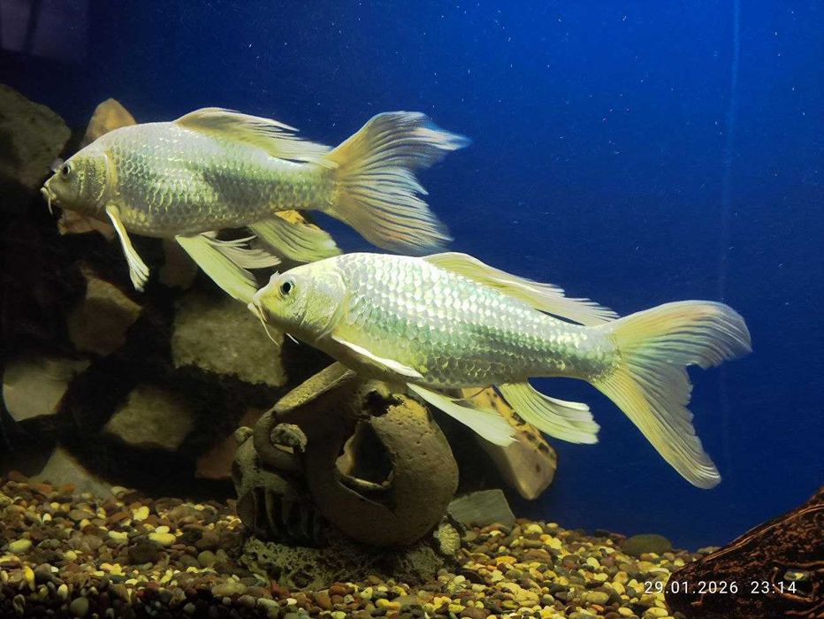 Коя Платинум сотилади 20-25см