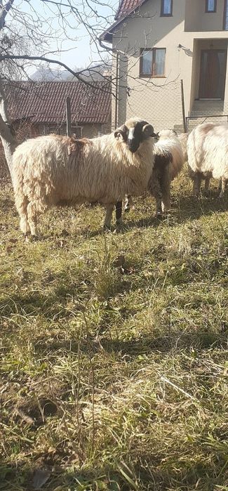 Berbecuti de vanzare