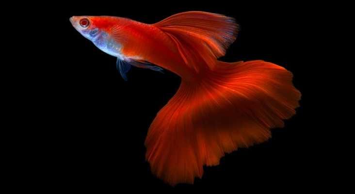 Аквариумные рыбки Гуппи красные