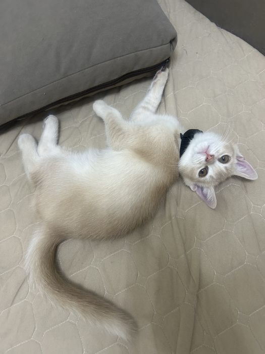 Котенок скоттиш страйт