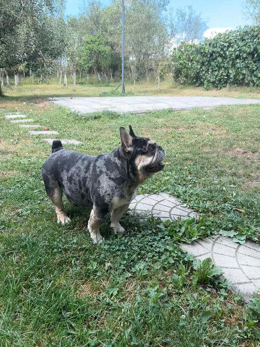 Bulldog francez merle