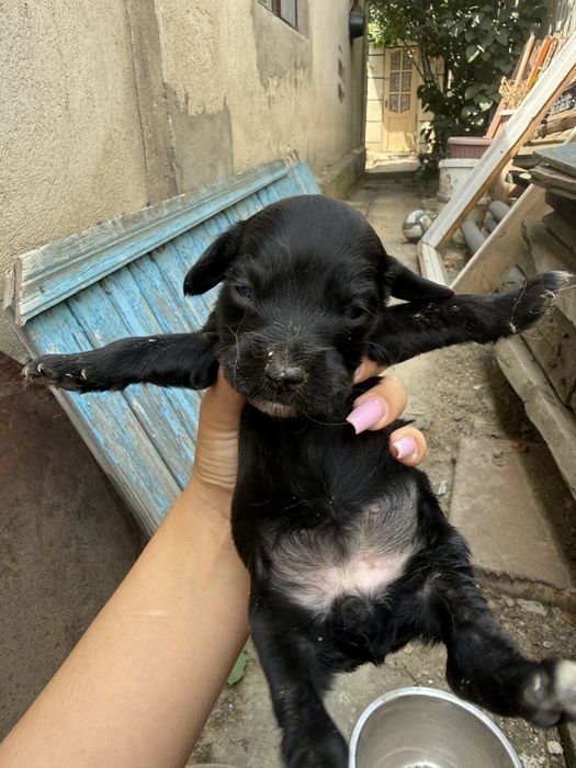 Щенята русский спаниель
